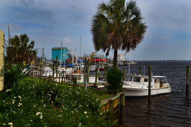 Southport Safe Haven Harbor Palm Tree