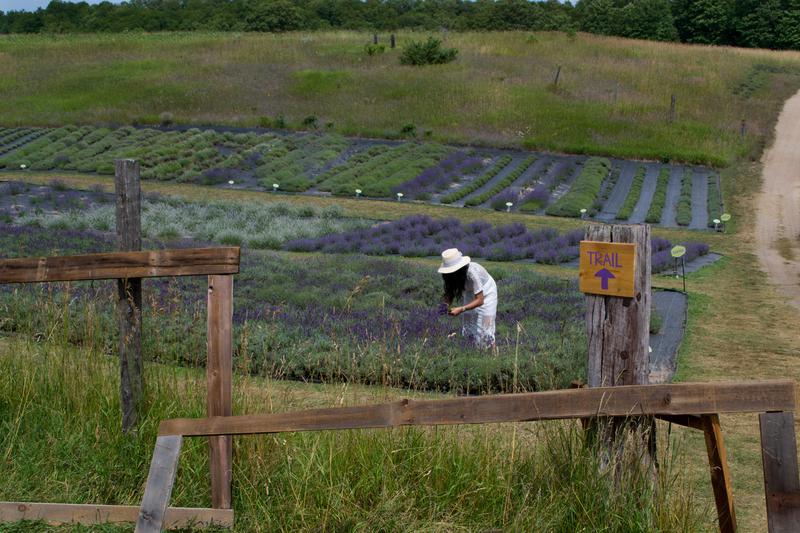 Lady in Lavender Field