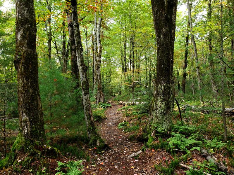 Enchanted Forest Path