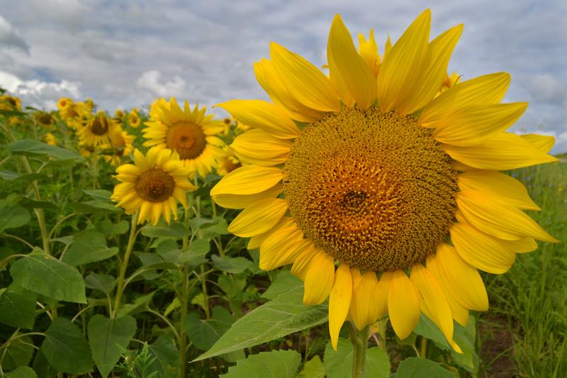 Just One Sunflower Among Many