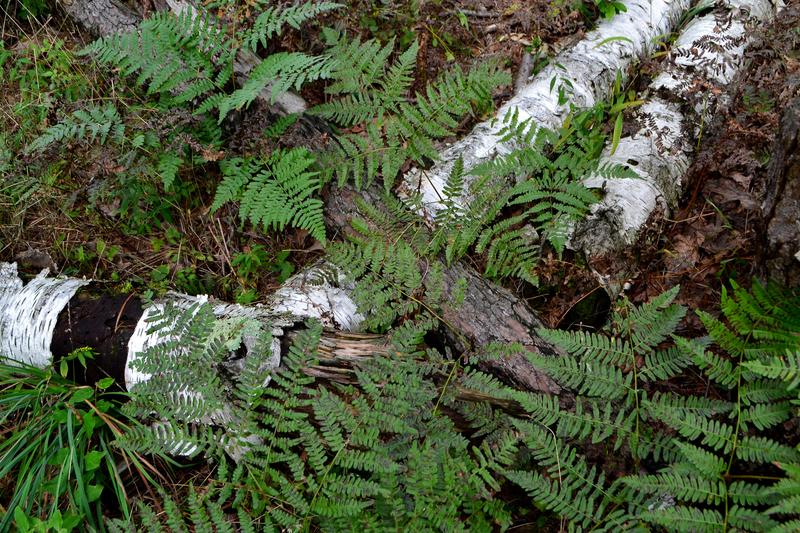 Forest Ferns and Fallen Birches